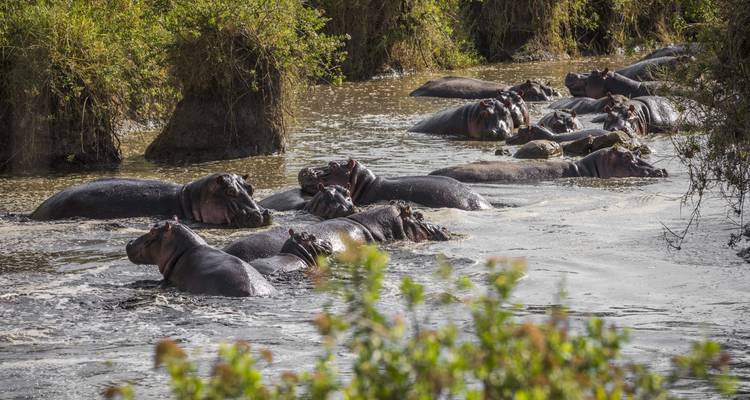 Group of hippos in a river surrounded by vegetation.