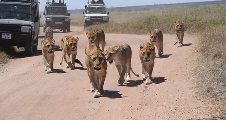 A pride of lions walking on a dirt road with safari vehicles in the background.