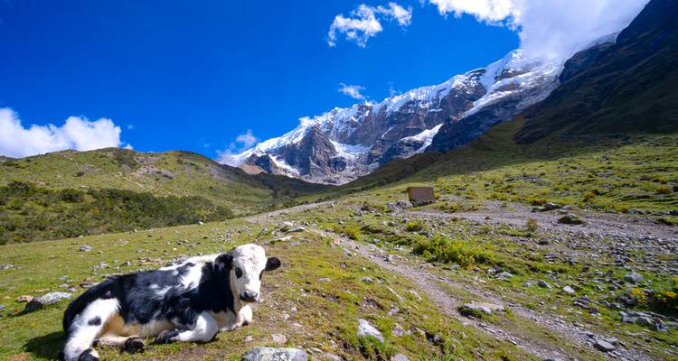 Vaca descansando en un campo herboso montañoso.