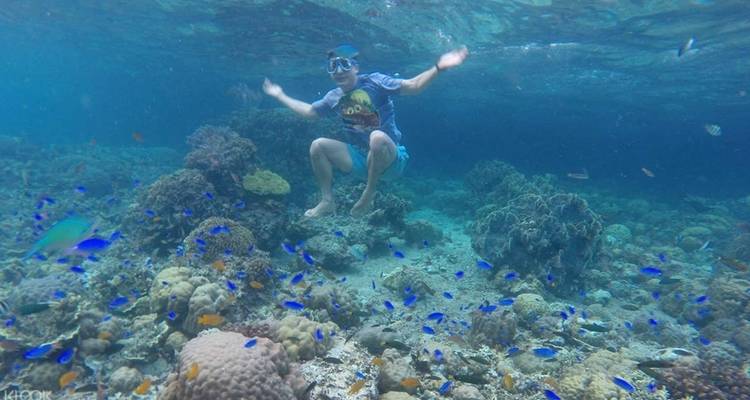 Tour de ville + Observation des requins baleines d'Oslob + Canyoning des chutes de Kawasan + Visite de l'île de Moalboal - sans hébergement - Mcrich Travel and Tours 7
