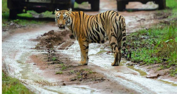 6 Day Golden Triangle Tour with Ranthambore - Tigers and Taj Mahal Sunrise/Sunset - Wonderful Holidays 2
