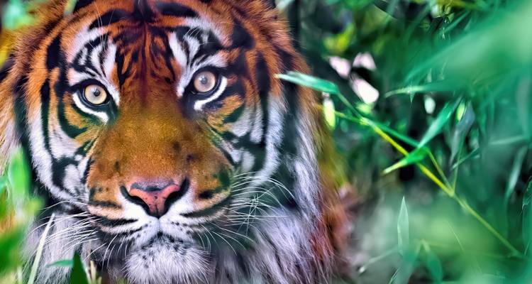 6 Day Golden Triangle Tour with Ranthambore - Tigers and Taj Mahal Sunrise/Sunset - Wonderful Holidays 3
