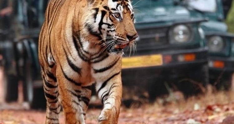 Circuit de 15 jours au Rajasthan - Inde - Aliza Tours  3