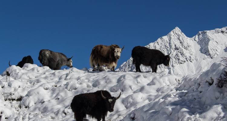 Circuit du Manaslu - All Nepal Hiking (P) ltd 9