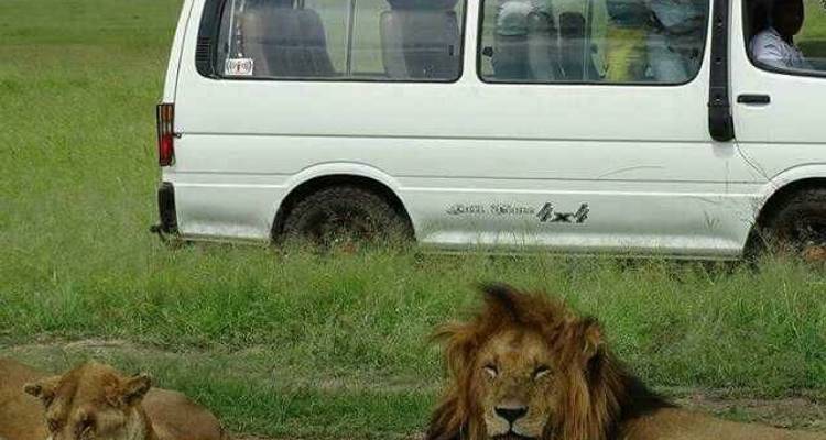 5-Days Masai Mara, Lake Nakuru, Hell's Gate & Lake Naivasha Budget Camping Safari - Gracepatt Ecotours Kenya 8