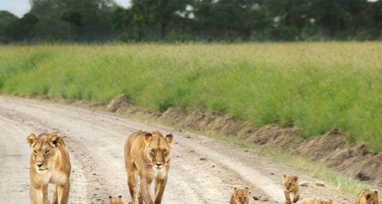 5-Days Masai Mara, Lake Nakuru, Hell's Gate & Lake Naivasha Budget Camping Safari - Gracepatt Ecotours Kenya 4