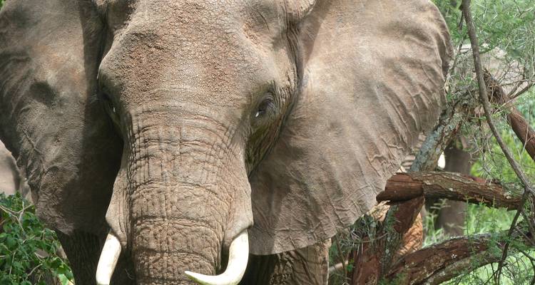 5 Days Tanzania Classic Adventure - Tai Adventures & Safaris 7