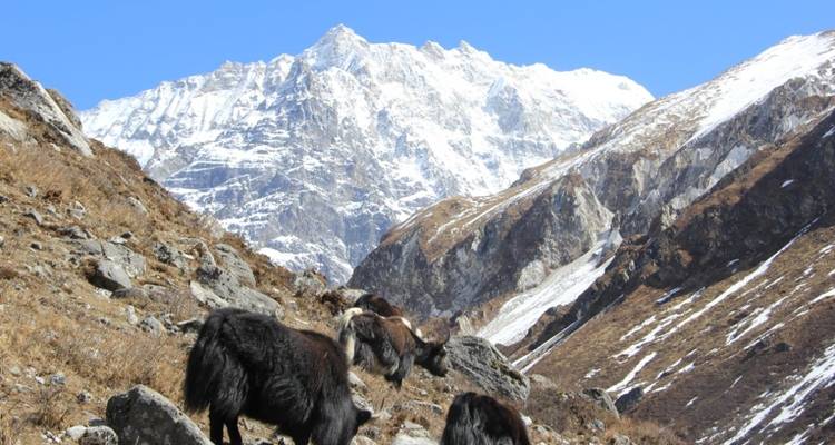 Trek du Langtang - 11 jours - Eco Holidays Nepal 9