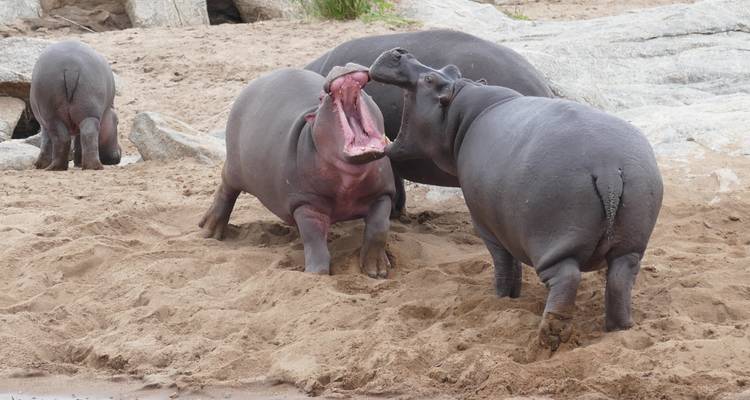 Group of hippos interacting on a sandy riverbank.