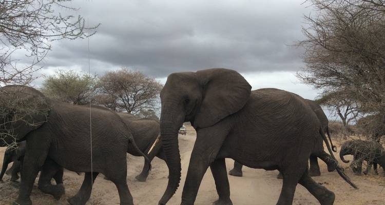 A herd of elephants walking through a dry landscape.