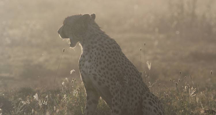 Cheetah in the grass with sunlit background.