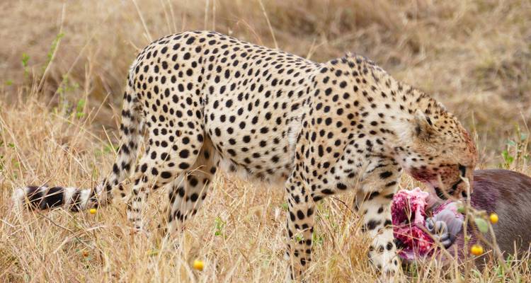 Cheetah feeding on prey in a grassy savannah.