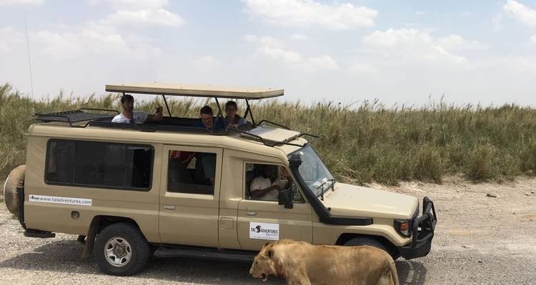 Tourists in a safari vehicle observing a lion.
