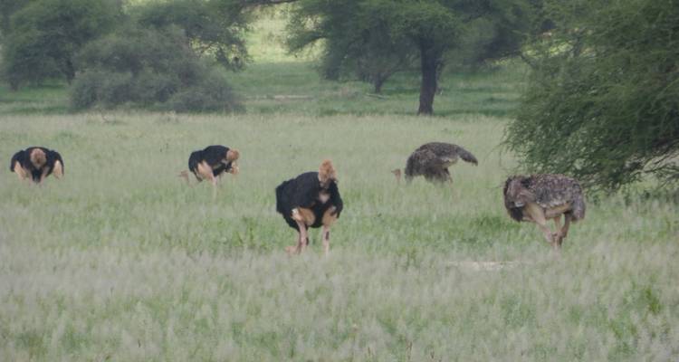 Group of ostriches grazing in a grassy landscape.