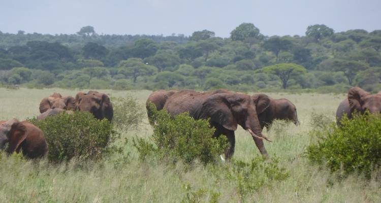 Herd of elephants walking through grassy plains.