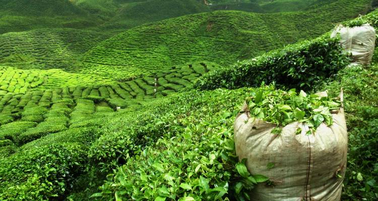 Viajes de lujo en Sri Lanka - Koon Holidays (Pvt) Ltd 2