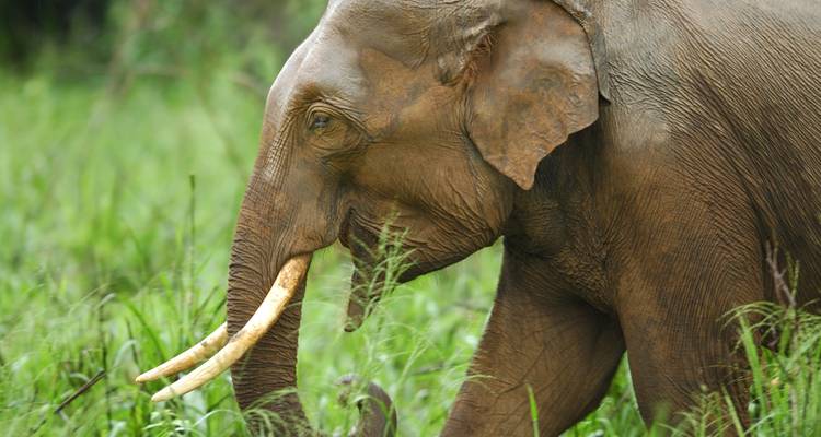Viajes de lujo en Sri Lanka - Koon Holidays (Pvt) Ltd 1