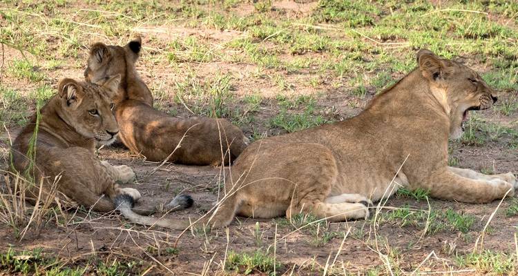 Safari Big 5 Kidepo - 5 jours - Ovacado Adventures 3