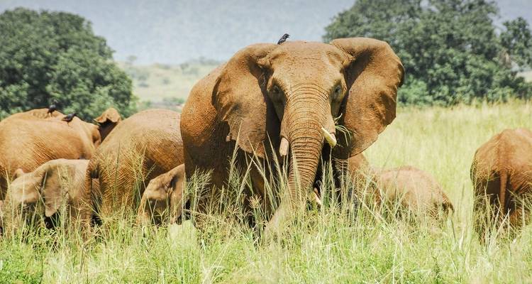 Safari Big 5 Kidepo - 5 jours - Ovacado Adventures 6