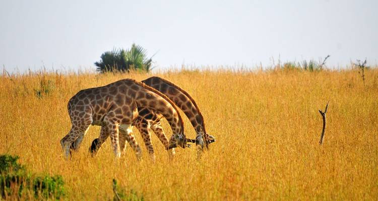 Safari Big 5 Kidepo - 5 jours - Ovacado Adventures 2