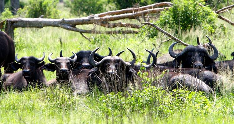 Safari Big 5 Kidepo - 5 jours - Ovacado Adventures 4
