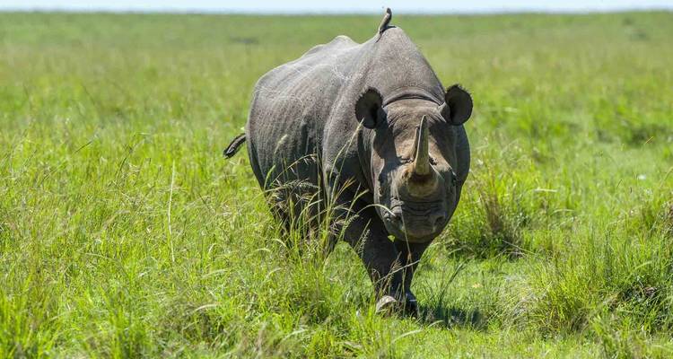Safari Big 5 Kidepo - 5 jours - Ovacado Adventures 1