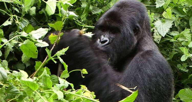 Safari de 11 días descubre Uganda occidental - Ovacado Adventures 3