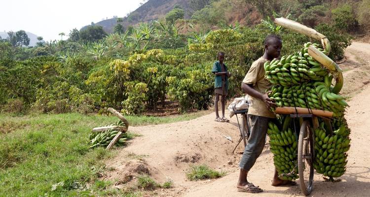 Safari de 11 días descubre Uganda occidental - Ovacado Adventures 4