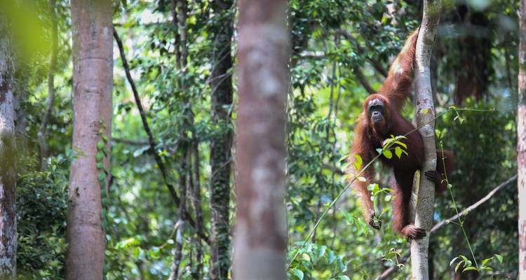 12-Day Affordable Safari-Gorilla and Primate Track Uganda - Ovacado Adventures 4
