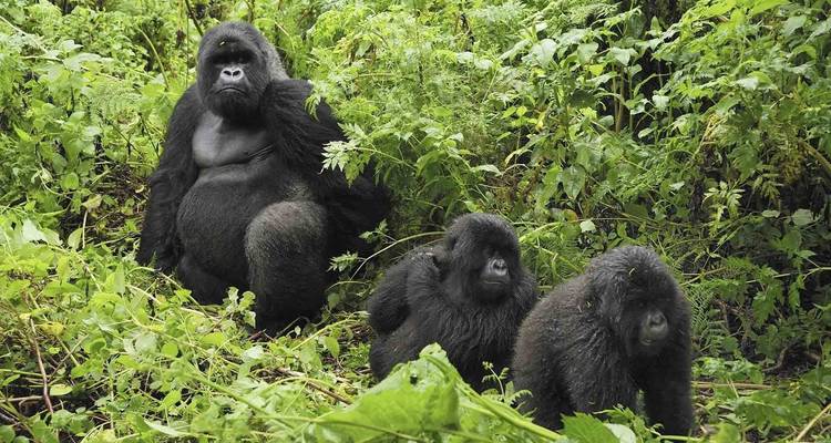 12-Day Affordable Safari-Gorilla and Primate Track Uganda - Ovacado Adventures 1