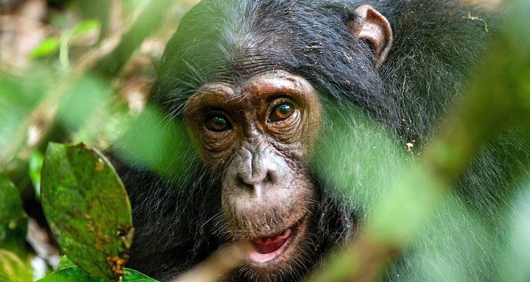 12-Day Affordable Safari-Gorilla and Primate Track Uganda - Ovacado Adventures 6