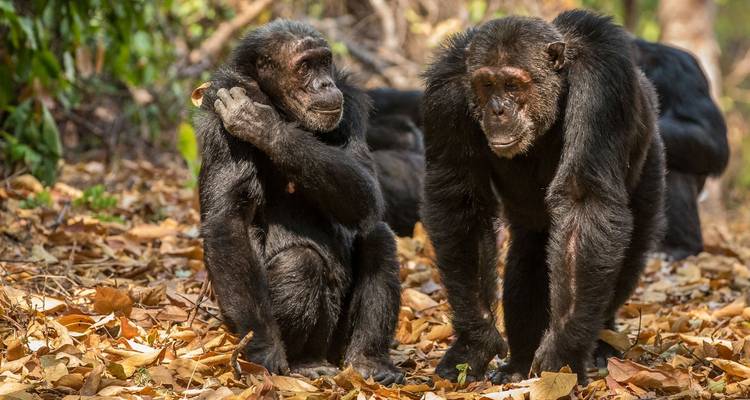 12-Day Affordable Safari-Gorilla and Primate Track Uganda - Ovacado Adventures 2