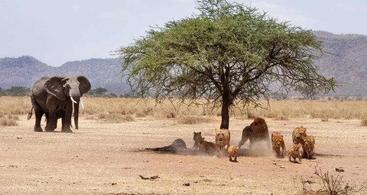 Safari de 4 días en lodge de lujo en Tanzania - Muraa African Safaris 2