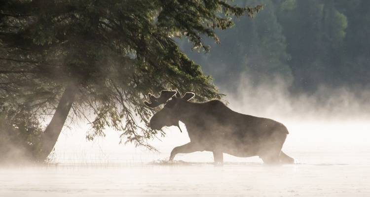Excursion en canot de 5 jours dans le parc Algonquin - aller simple - Voyageur Quest 4
