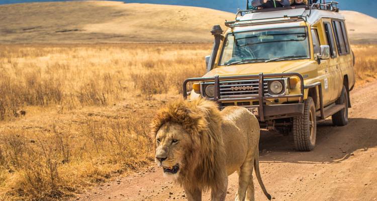 Lion marchant devant un véhicule de safari dans la savane.