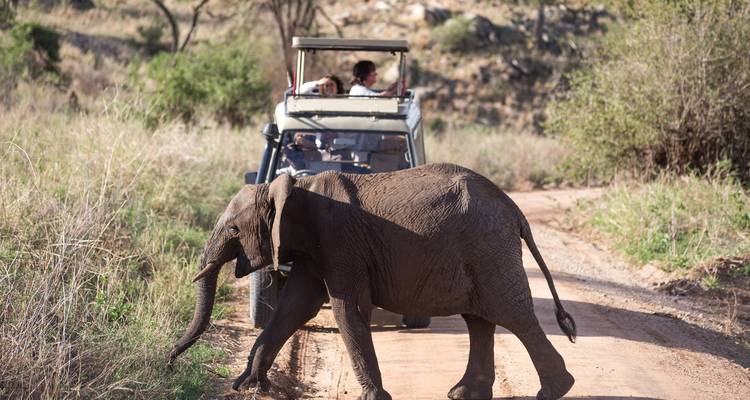 Véhicule de safari observant des éléphants traversant une route de terre.