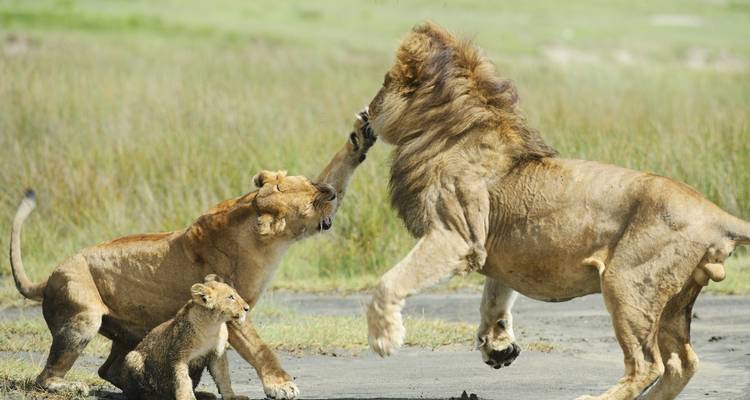 4 jours de safari en camping en Tanzanie - Muraa African Safaris 4