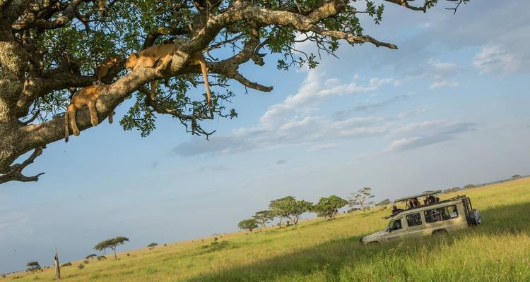 Des lions se reposant sur un arbre avec un véhicule de safari à proximité.