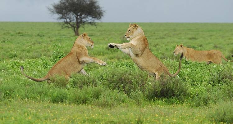 4 jours de safari en camping en Tanzanie - Muraa African Safaris 2