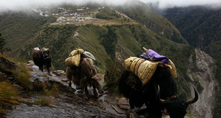 Yaks carrying loads on a mountain trail with a village in the distance.