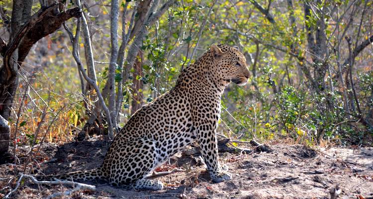 Incroyable safari en Afrique du Sud et d'aventure dans le Drakensberg - 9 jours - Endless Summer Tours 2