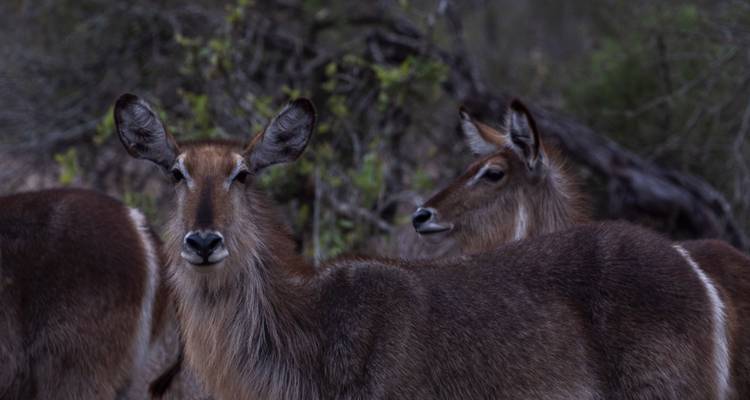 Incroyable safari en Afrique du Sud et d'aventure dans le Drakensberg - 9 jours - Endless Summer Tours 9