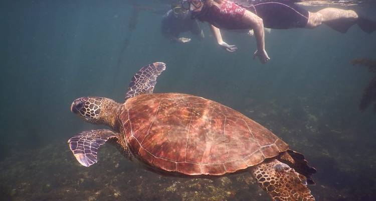 Voyage de 4 jours aux Galápagos : les points forts de Santa Cruz ! - Latin Adventures 9