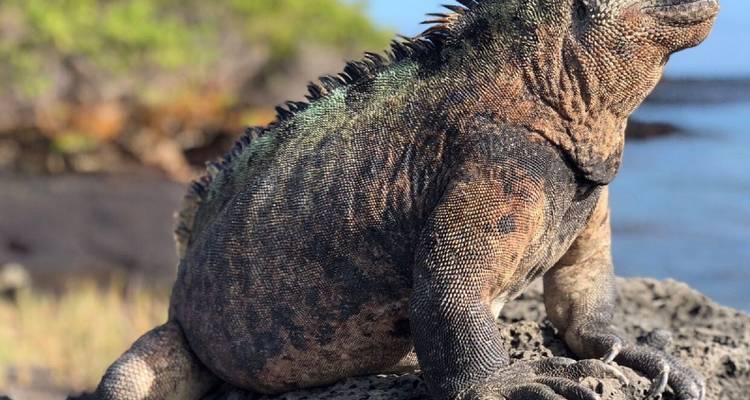 Voyage de 4 jours aux Galápagos : les points forts de Santa Cruz ! - Latin Adventures 2