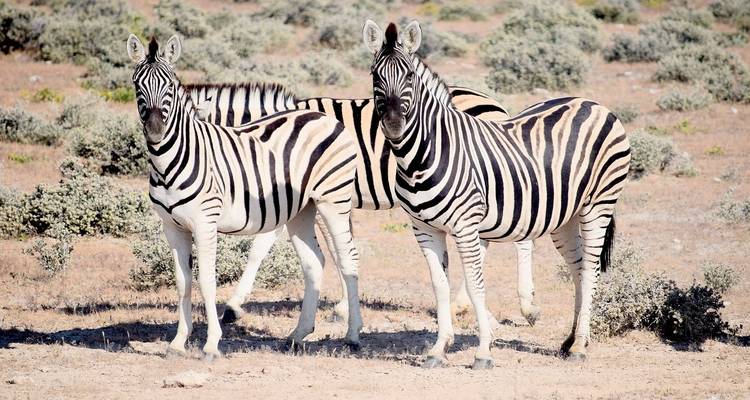 Aventure en Namibie - Trafalgar 3