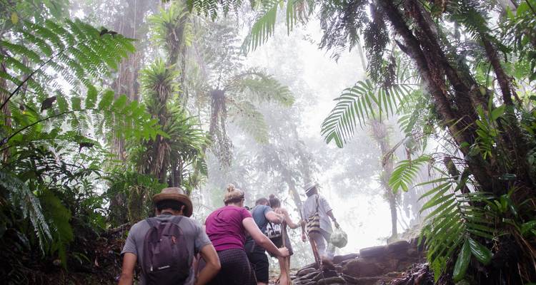 Menschen, die durch eine neblige Dschungelumgebung wandern.
