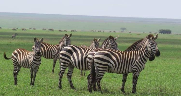 5 Days Selous and Mikumi Safari - Gecko Adventure 9