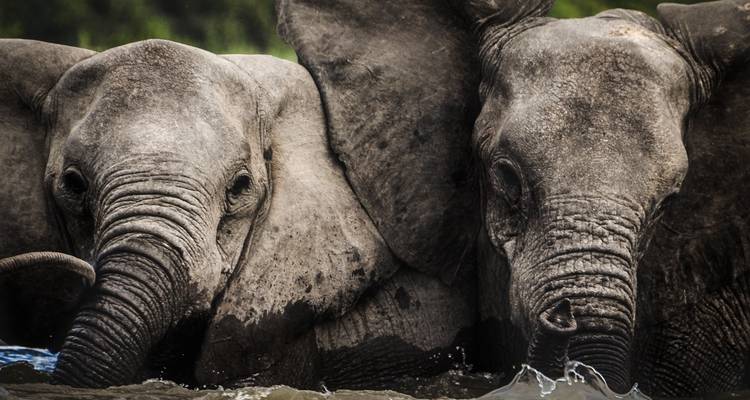 Twee olifanten die samen water drinken.