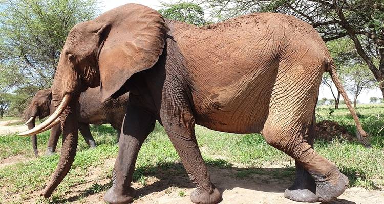 Twee olifanten wandelen in een natuurlijke omgeving.