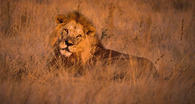 Leeuw zittend in het gras onder warme belichting.